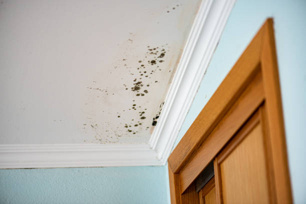 Best Attic Mold Removal  in Magnolia, TX