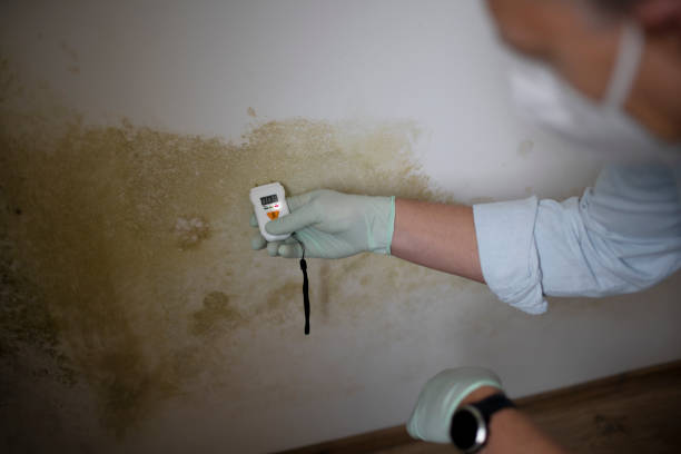 Best Professional Mold Removal  in Magnolia, TX