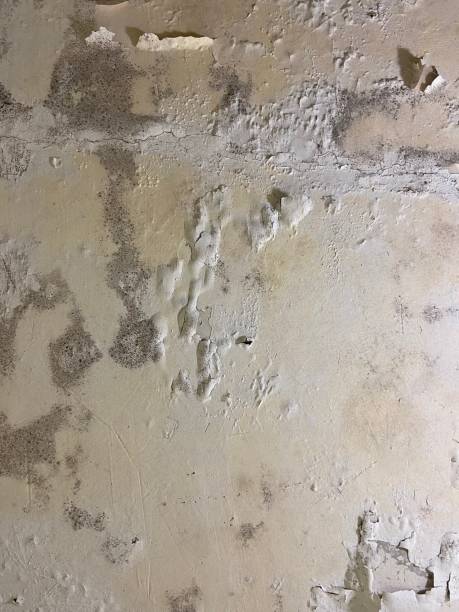 Best Local Mold Removal Service  in Magnolia, TX
