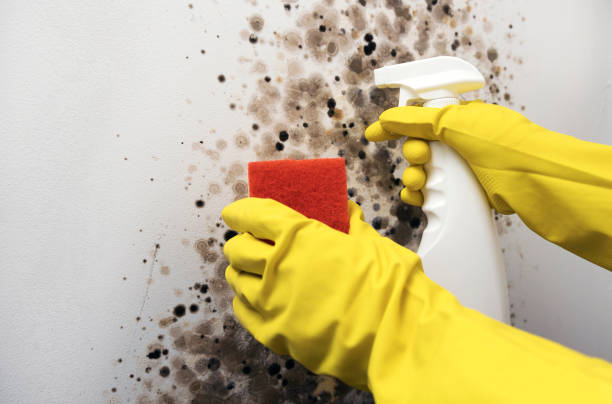 Best Mold Removal Near Me  in Magnolia, TX