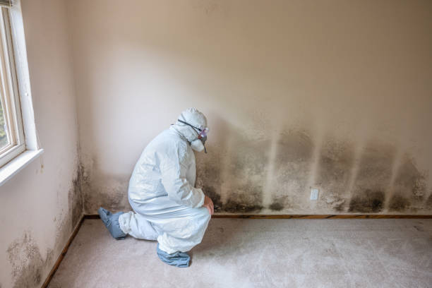 Best Certified Mold Removal  in Magnolia, TX